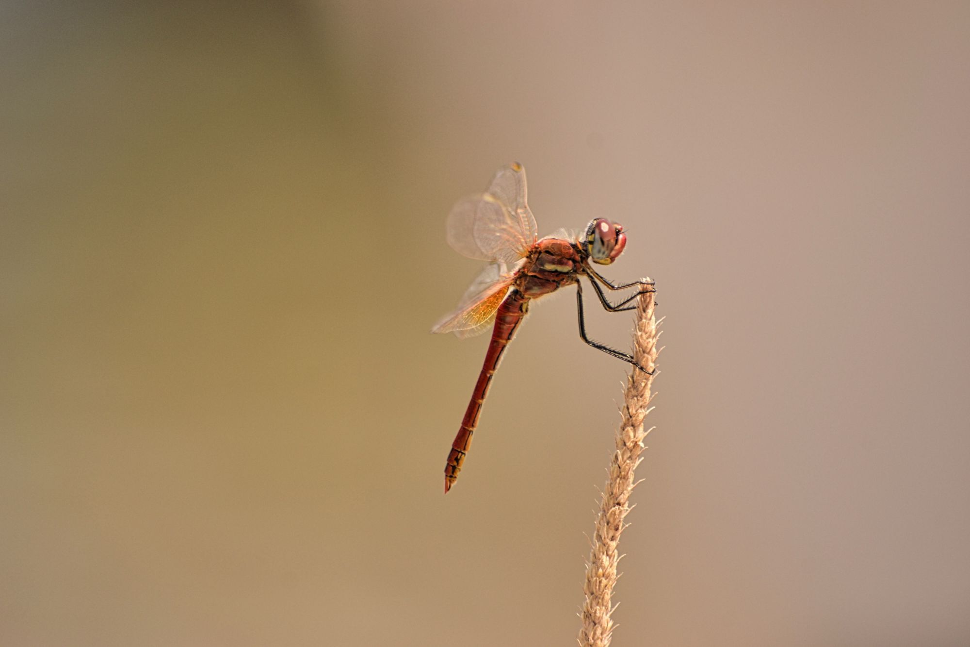 Dragonfly photography by Brecht De Ruyte