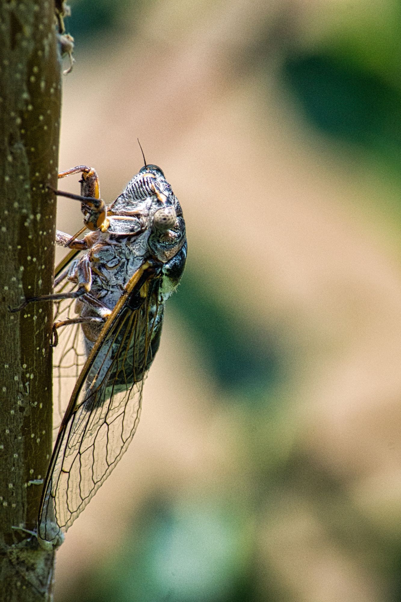 Cicada photography by Brecht De Ruyte