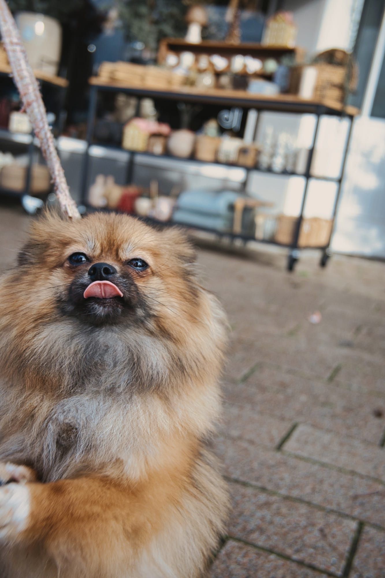 Fluffy light brown Pomeranian dog looking at camera with playful expression