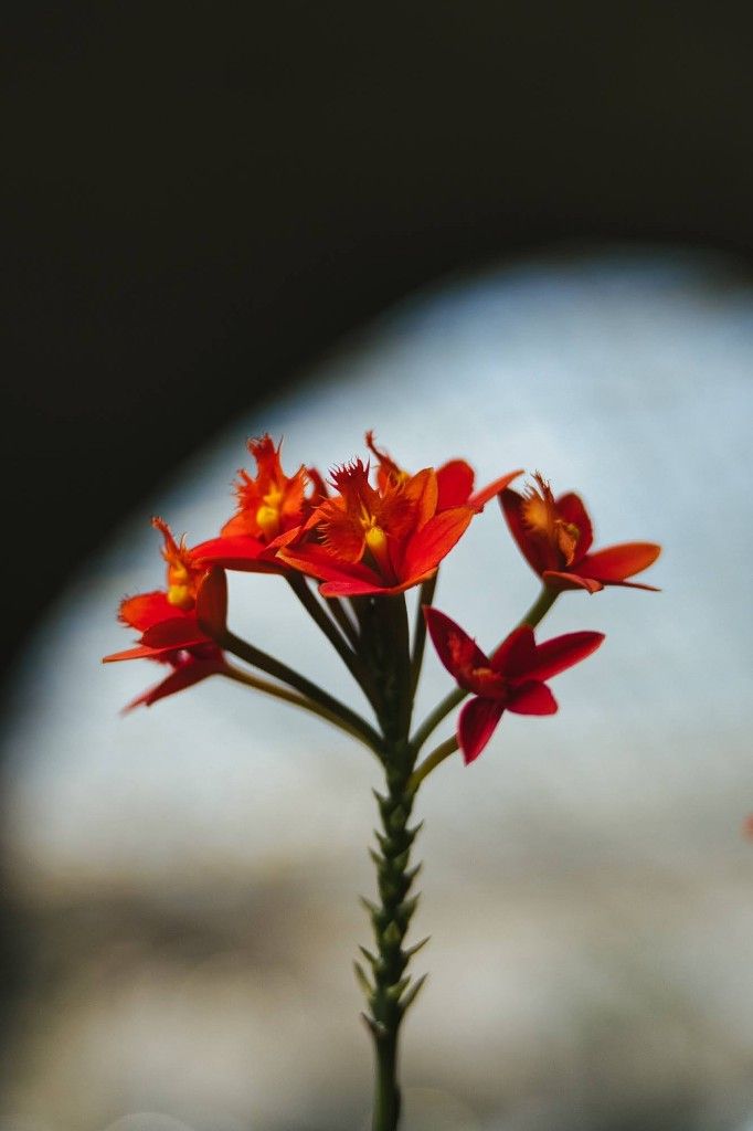 Red and orange tropical flowers with fringed petals and yellow stamens on a spiky succulent stem against a blurred background