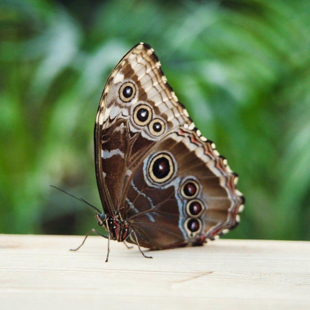 Brown butterfly with intricate eye-spot patterns on wing underside resting on pale wooden surface with green foliage behind