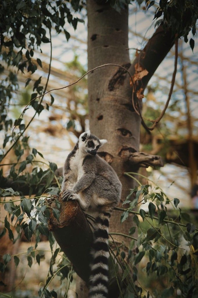 Ring-tailed lemur perched on a tree branch in a lush greenhouse enclosure surrounded by green foliage