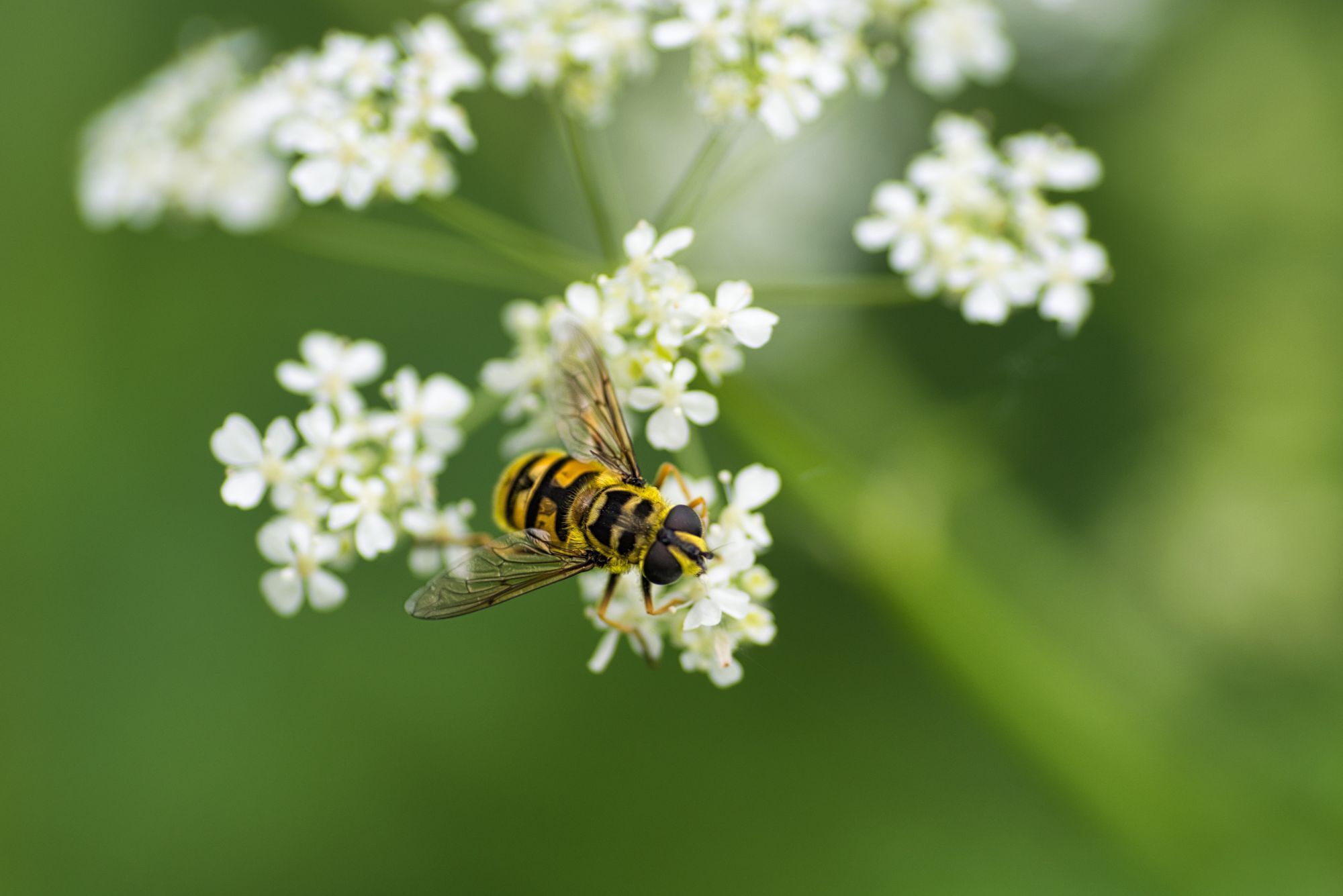 Hoover fly photography by Brecht De Ruyte