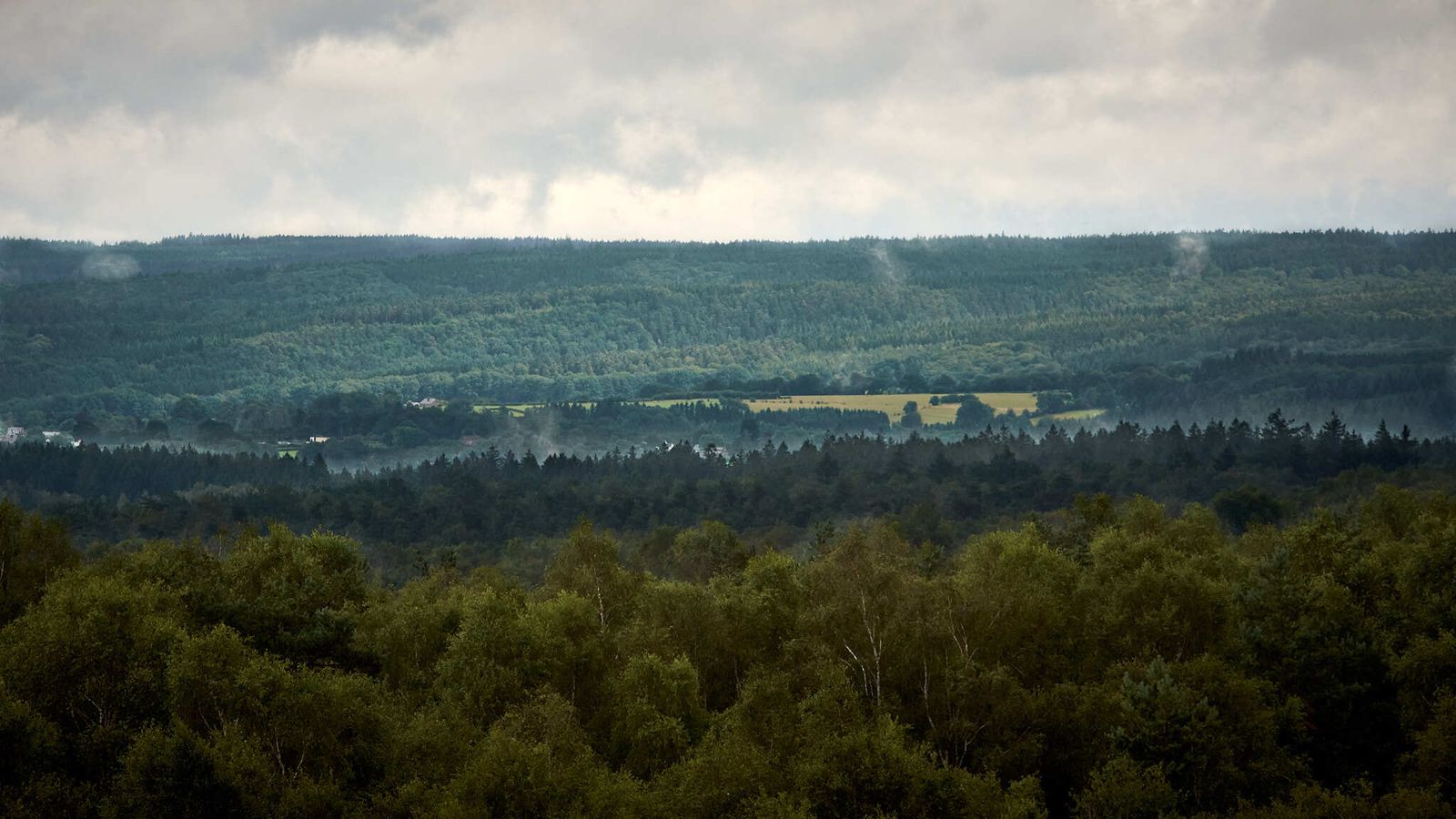 Three layered forestry by Brecht De Ruyte