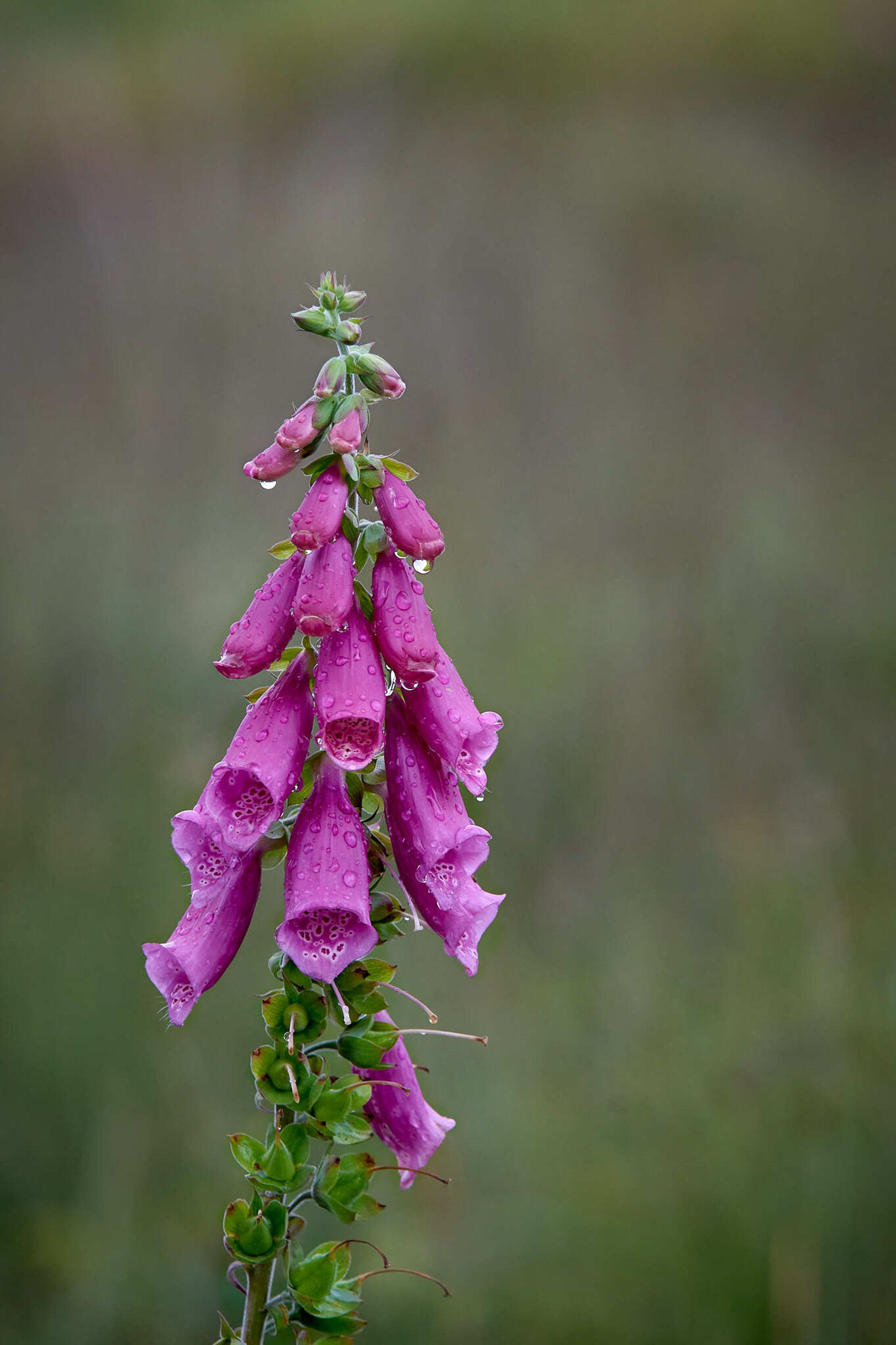 Weeping bells by Brecht De Ruyte