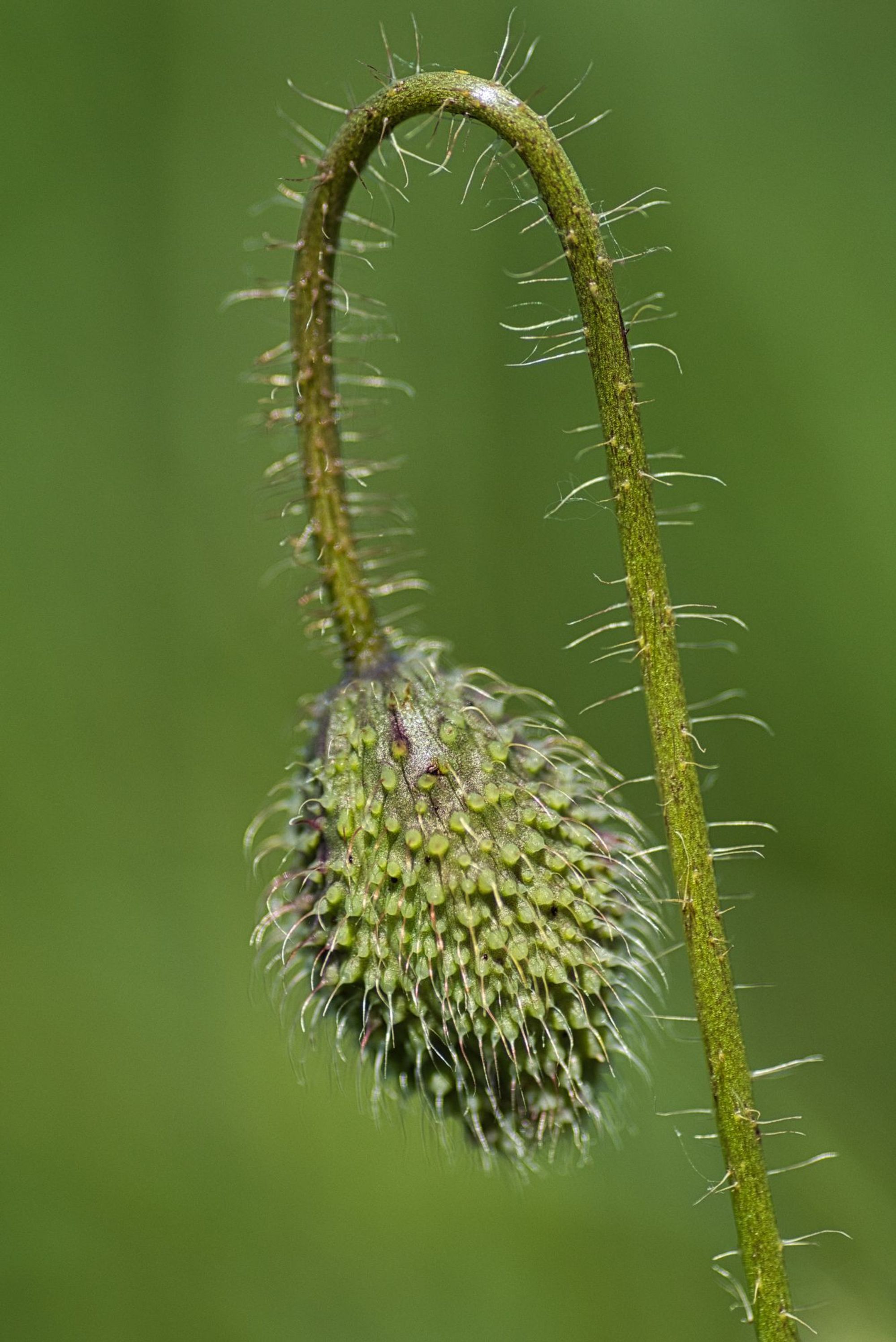 Flower photography by Brecht De Ruyte