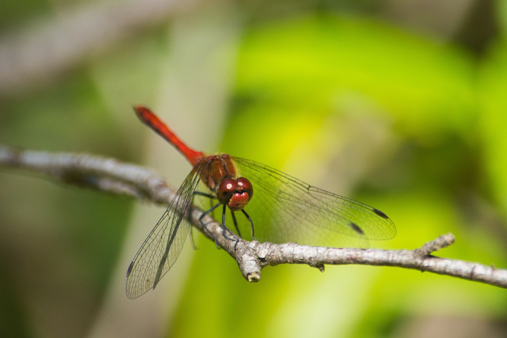 Dragonfly photography by Brecht De Ruyte