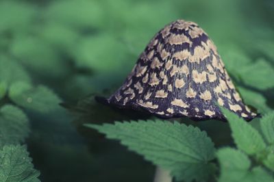 Mushroom photography by Brecht De Ruyte