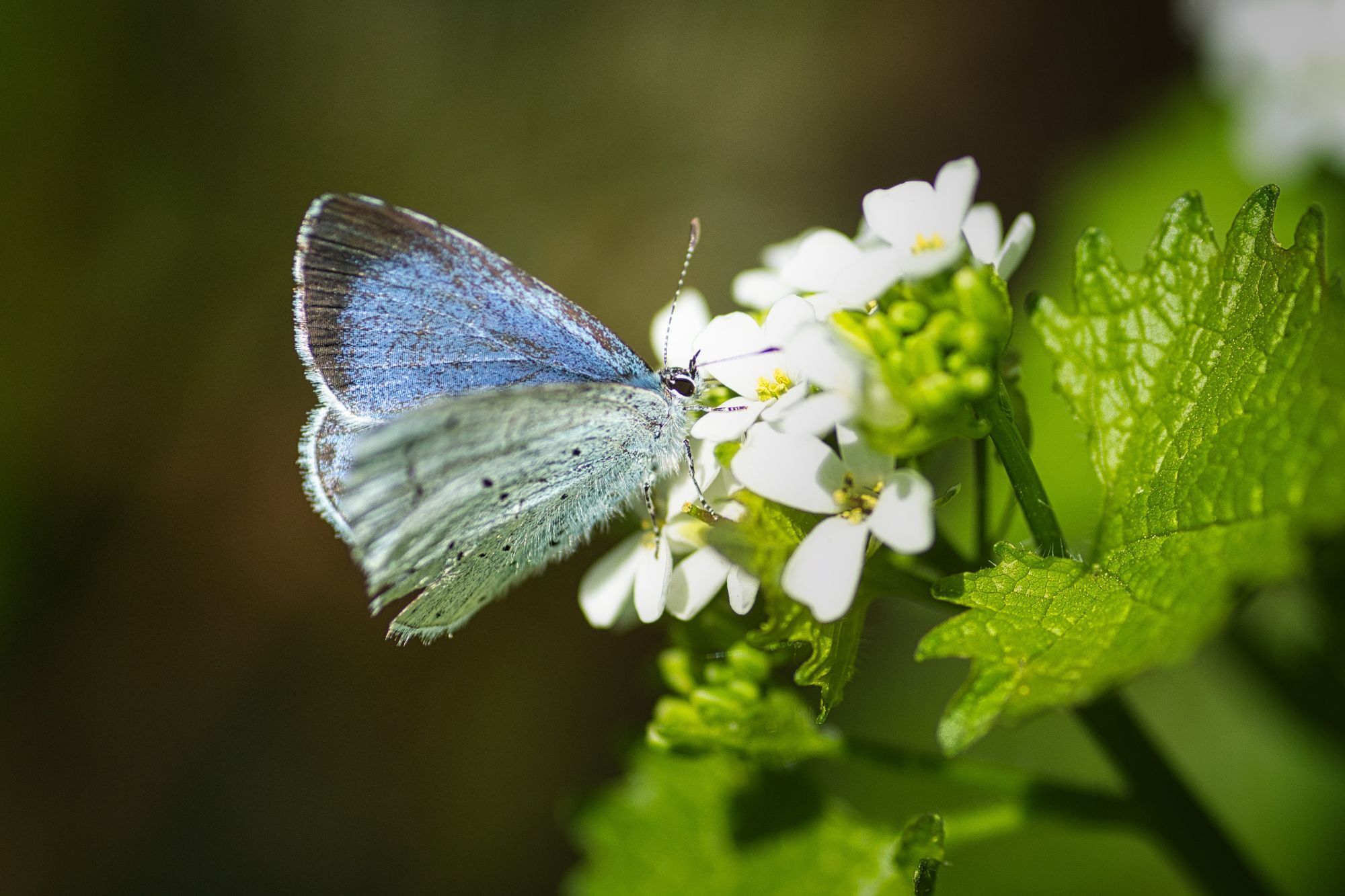Butterfly photography by Brecht De Ruyte