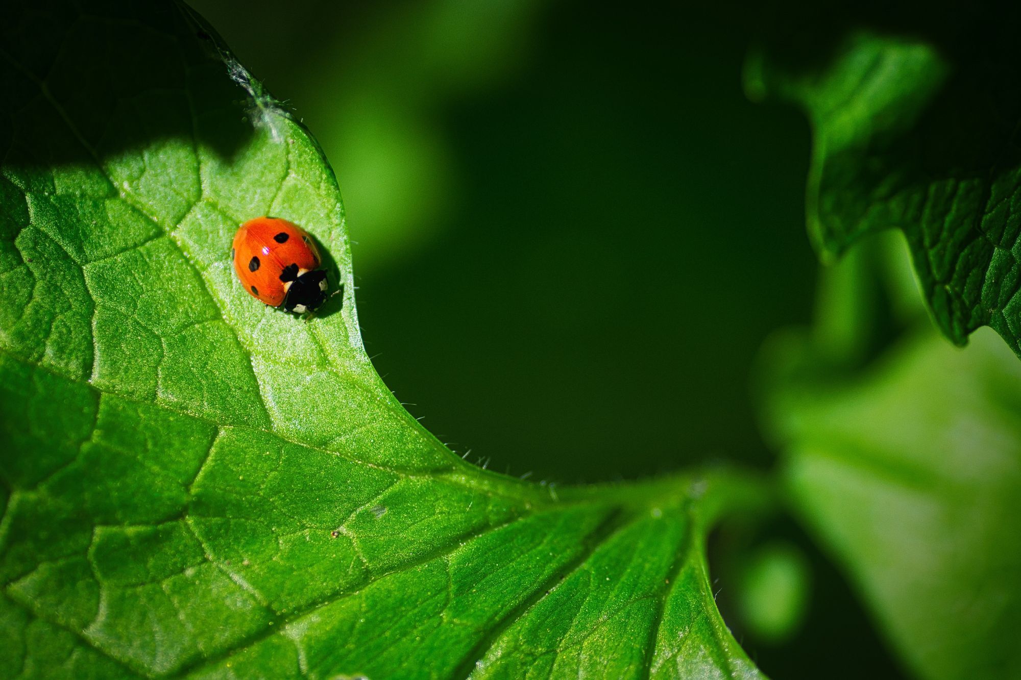 Ladybug photography by Brecht De Ruyte