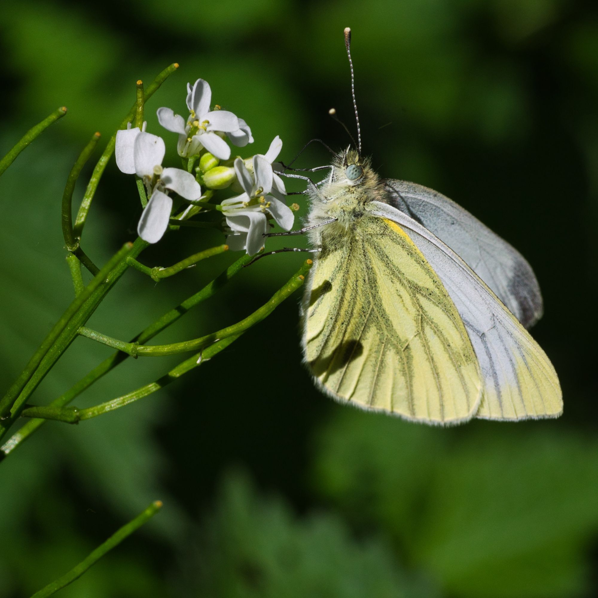 Butterfly photography by Brecht De Ruyte