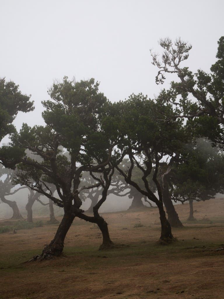Gnarled laurel trees standing in thick fog on a grassy hillside in Fanal Forest, Madeira