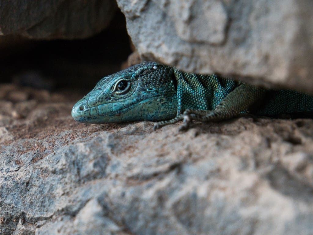 Close-up of a teal-green Madeiran lizard resting on a rock, its head emerging from the shade of a boulder