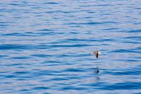 An ocean with a seagull flying over it